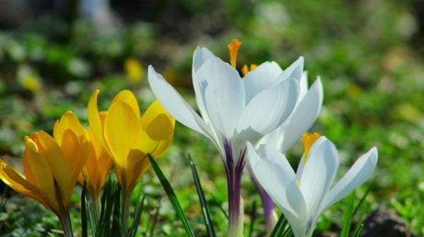 The Ann Arbor Center for Mindfulness
