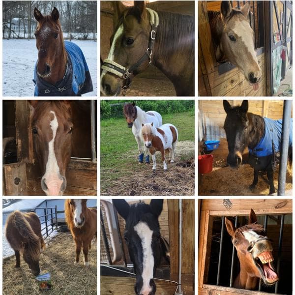 Healing Hearts With Horses LLC